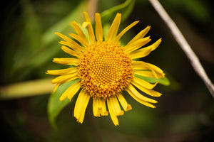 Yellow arnica flower in bloom