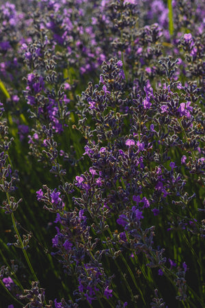 Purple lavender flowers